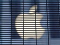 Apple adds user privacy protections, enables storage of IDs on iPhones