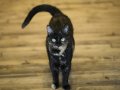 Meow hear this: Study says cats react to sound of their name