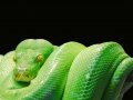 If you have slow loops in Python, you can fix it…until you can’t