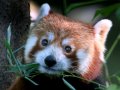 Firefox is now a better iPad browser