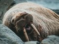 Python’s Walrus Operator: The Coolest Kid on the Python Playground!