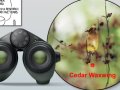 Famous xkcd comic comes full circle with AI bird-identifying binoculars