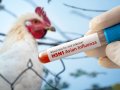 US Spends $300 Million Bracing For Bird Flu