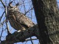 What killed Flaco the owl? New York zoologists testing for toxins, disease as contributing factors