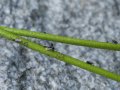 Cryptically Carnivorous Plant Has Been Hiding in Plain Sight, Waiting for Flesh