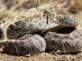 Watching This Video May Make You Less Scared of Snakes