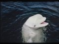 The Story Of One Whale Who Tried to Mimic Human Speech (2014)