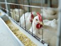 Bird Flu Reported in Colorado Workers