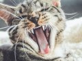 Cart Management, Product and Variant APIs (Nest JS Ecommerce Series 05)