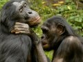 What Chimpanzees Can Teach Us about Human Friendships
