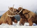 Entrepreneur plans to resurrect woolly mammoths