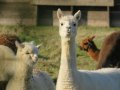 Llama 3.2-Vision for High-Precision OCR with Ollama