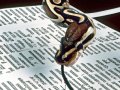 Interview Question: Select a Random Line from a File (in Python)