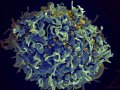 California lab makes new discovery in search for HIV vaccine