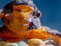 Romeo, the 'world's loneliest frog,' finally gets a crack at love