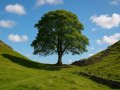 Sycamore Gap Tree Giveaway: Spring 2025 Saplings Distribution Event Announced