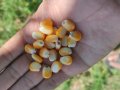 AgriCentral surpasses 5 MILLION Playstore downloads