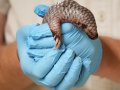 A second critically endangered Chinese pangolin is born in the Prague zoo in less than 2 years