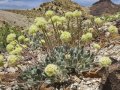 US advances review of Nevada lithium mine amid concerns over endangered wildflower