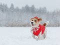 Vet Reveals How To Keep Your Dog Safe in the Cold and Snow