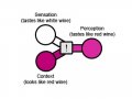 Trapped Priors as a Basic Problem of Rationality