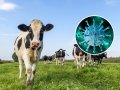 California Bird Flu Outbreaks Suspected in Three Cattle Herds