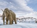 Scientists Say They Could Bring Back Woolly Mammoths. But Maybe They Shouldn't