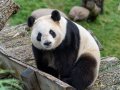 How Pandas Empowers Data Engineers!