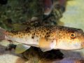 Deadly pufferfish poison relieves stress in deadly pufferfish