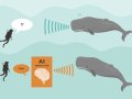 Scientists Communicated With Whales Using AI