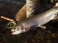 $20 million Idaho research award focuses on genetics of rainbow trout, sagebrush