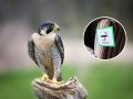Bird Population Faces 'Long-Term Consequences' From Everyday Chemicals