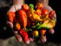 Ghost peppers are saving U.S. grasslands—by scaring off hungry mice