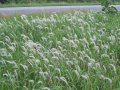Many invasive plants are still being sold at garden centers
