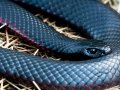Man Catches Venomous Snake Lurking Behind Kitchen Cupboard in Video