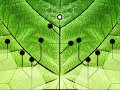 Why I believe Computer Science is Bio-Mimicry
