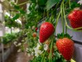 15 Reasons Why NASA Chose Aeroponics