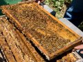 Advanced FP for the Enterprise Bee: Typeclasses