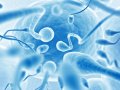 NIH-funded research to address rising male infertility