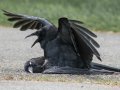 Crows sometimes mate with corpses