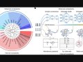 Neuroscience-driven AI models with internal complexity