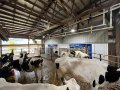 Revolutionizing Life on the Farm: How we’re not only changing the lives of our cows but our life on the farm as well.