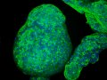 Engineers grow pancreatic organoids that mimic the real thing