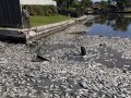 Hundreds of lakes in U.S., Europe are losing oxygen