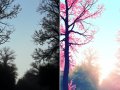 ? Discover Studio Ghibli’s New Photo Filter — Turn Your World Into a Whimsical Dream!