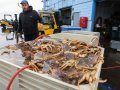 Commercial Dungeness crab season closing in Monterey Bay