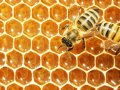 Advanced FP for the Enterprise Bee: Traverse