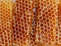 Why Honeycombs are Hexagons