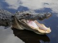 Huge Alligator Surprises Woman by Appearing in Swimming Pool
