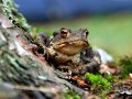 Weather Modification Caused Mass Frog Deaths?
